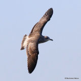 L. fuscus juv/1st-winter