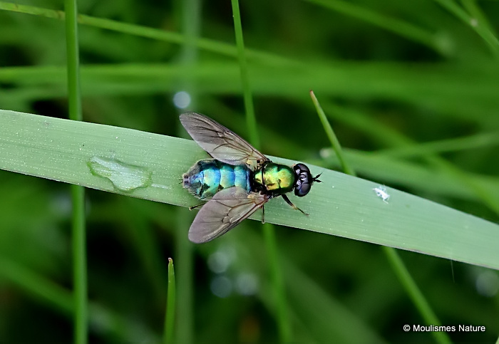 Broad Centurian (Chloromyia formosa) F