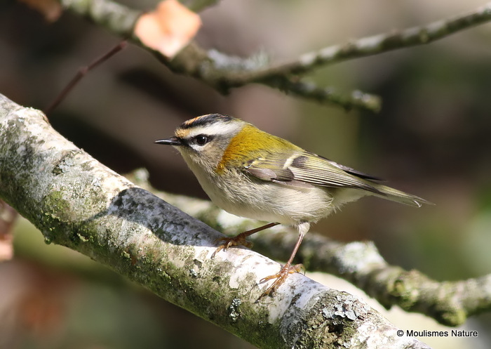 Firecrest (Regulus ignicapilla), Roitelet triple-bandeau