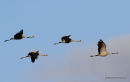Grus grus 2 juvs + 2 ads