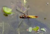 Broad-bodied Chaser (Libellula depressa) F