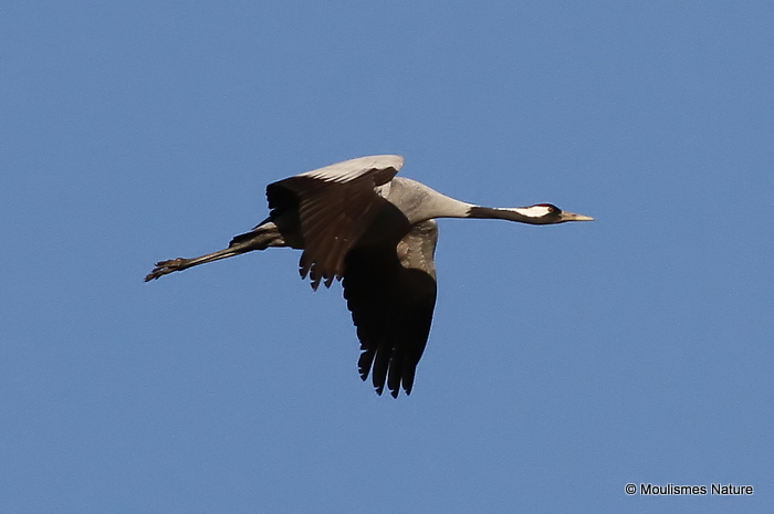 Grus grus ad