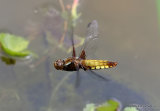Broad-bodied Chaser (Libellula depressa) F