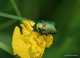 Leaf Beetle sp. Cryptocephalus sericeus