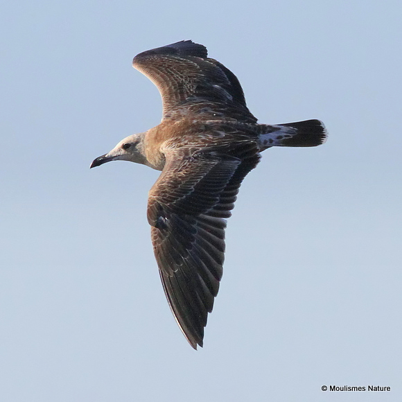 L. audouinii juv/1st-winter