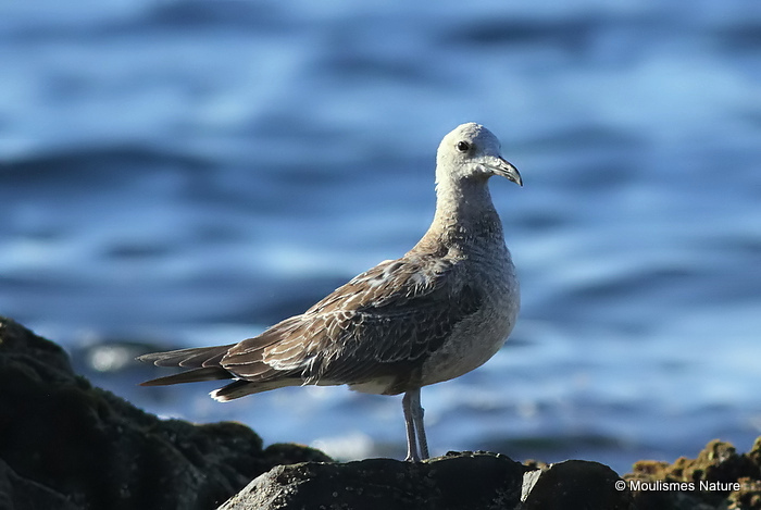 L. audouinii juv/1st-winter