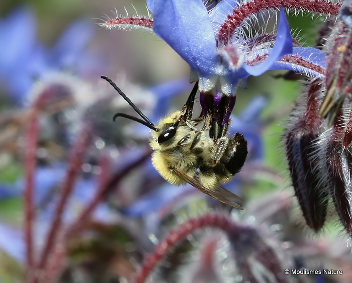 Long-horned bee (Eucera) sp. M