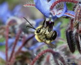 Long-horned bee (Eucera) sp. M