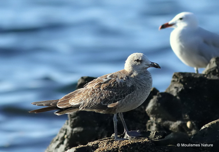L. audouinii juv/1st-winter
