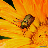 Leaf Beetle sp. Cryptocephalus sericeus