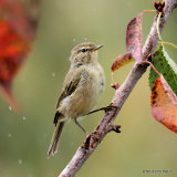 Common Chiffchaff (Phylloscopus collybita) Juv