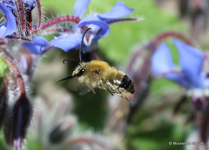 Long-horned bee (Eucera) sp. M