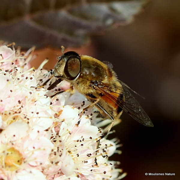 Eristalis arbustorum (Plain-faced Dronefly) M