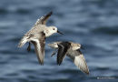 Sanderling (Calidris alba) and Little Stint (Calidris minuta) San Pedro