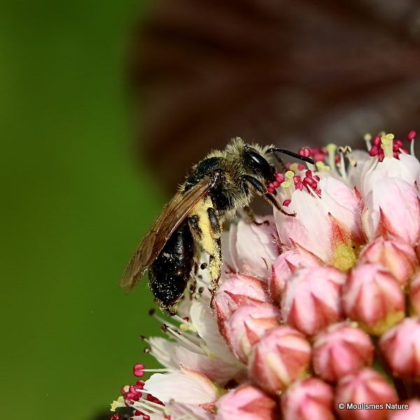 Unidentified bee sp.