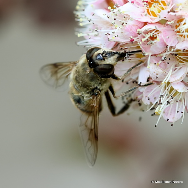 Eristalis tenax (Stripe-eyed Dronefly) F