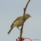 Common Chiffchaff (Phylloscopus collybita) Juv