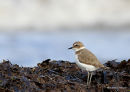 Kentish Plover (Charadrius alexandrinus) San Pedro