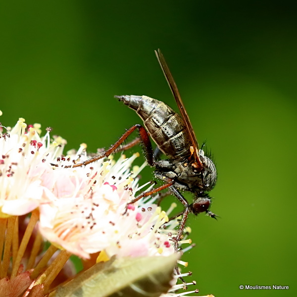 Dagger fly sp. Empis tessellata F