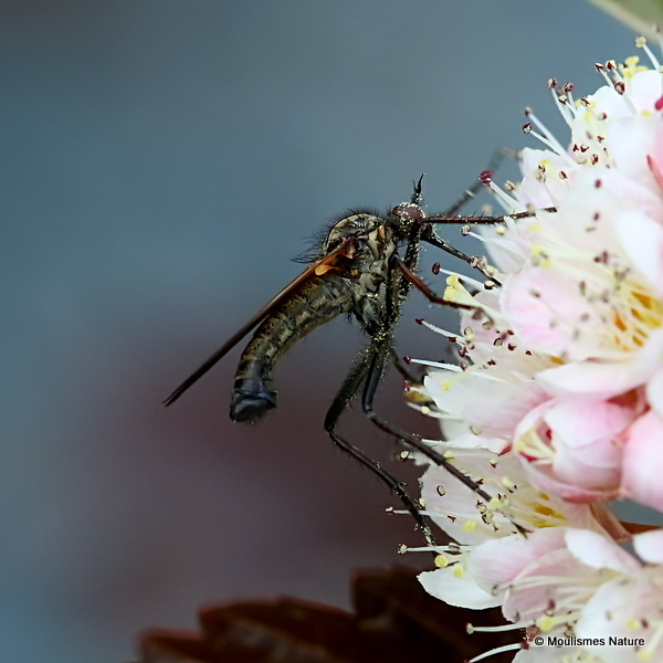 Dagger fly sp. Empis tessellata M