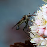 Dagger fly sp. Empis tessellata M