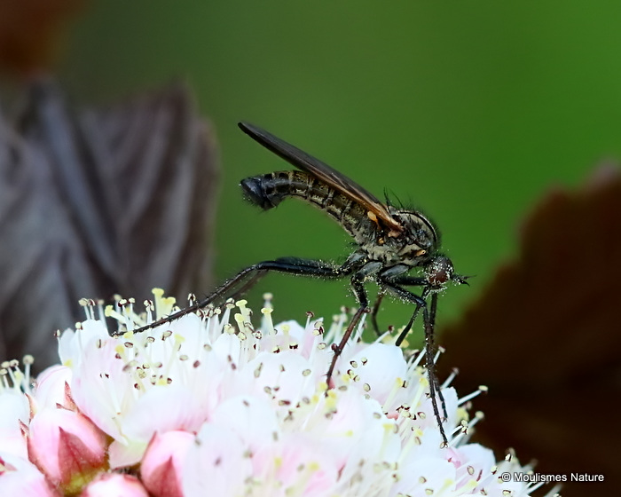Dagger fly sp. Empis tessellata M