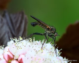 Dagger fly sp. Empis tessellata M