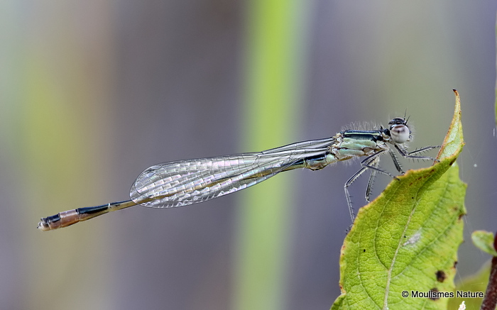 Blue-tailed Damselfly (Ischnura elegans) M-ten