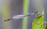 Blue-tailed Damselfly (Ischnura elegans) M-ten