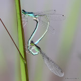 Scarce Blue-tailed Damselflies (Ischnura pumilio)