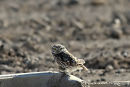 Little Owl (Athene noctua) Guadalentin