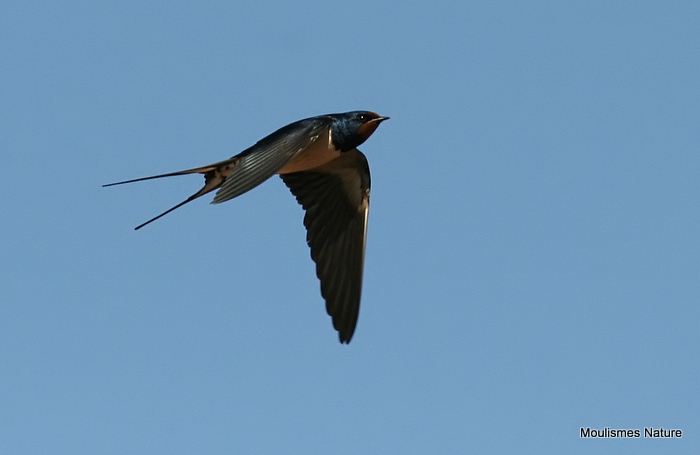Barn Swallow (Hirundo rustica) ad-M, Hirondelle rustique