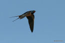 Barn Swallow (Hirundo rustica) ad-M, Hirondelle rustique