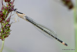 Blue-tailed Damselfly (Ischnura elegans) F 'rufescens-obsoleta'