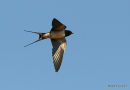 Barn Swallow (Hirundo rustica) ad-M, Hirondelle rustique