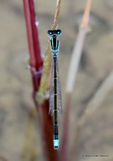 Scarce Blue-tailed Damselfly (Ischnura pumilio) M, Agrion nain
