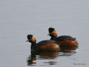 Black-necked Grebes (Podiceps nigricollis) Ad-S