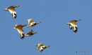 Little Bustard (Tetrax tetrax) Guadalentin