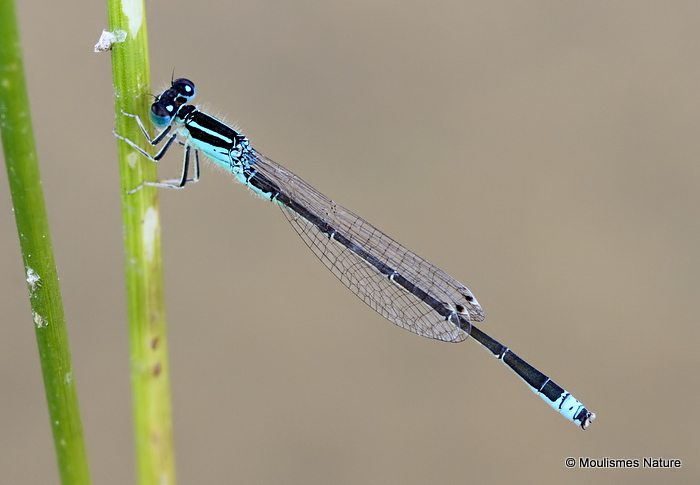 Scarce Blue-tailed Damselfly (Ischnura pumilio) M