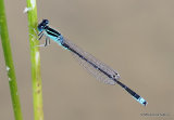 Scarce Blue-tailed Damselfly (Ischnura pumilio) M