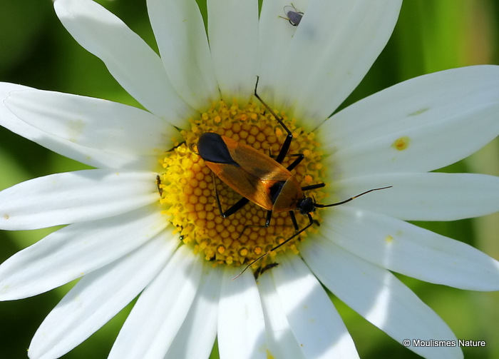 Unidentified Heteropteran bug sp.