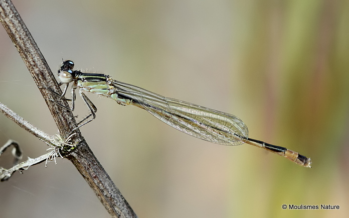 Blue-tailed Damselfly (Ischnura elegans) M-ten
