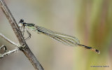 Blue-tailed Damselfly (Ischnura elegans) M-ten