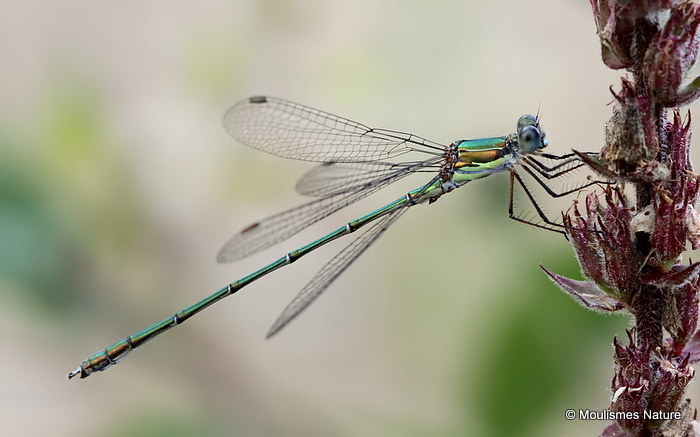 Willow Emerald (Lestes viridis) M