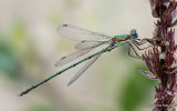 Willow Emerald (Lestes viridis) M