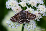Mother Shipton (Callistege mi)