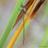 Willow Emerald (Lestes viridis) M