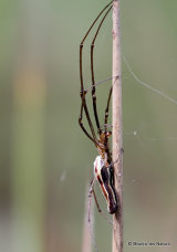 Common Stretch-spider (Tetragnatha extensa)