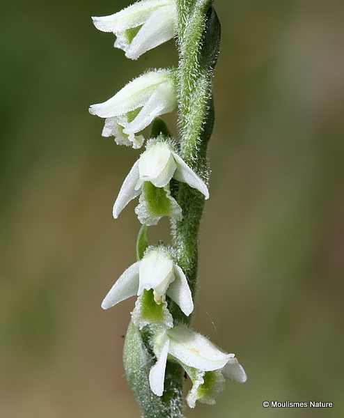 Autumn Lady's-tresses (Spiranthes spiralis)