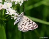 Mother Shipton (Callistege mi)